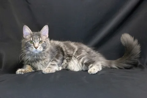 Caesar — кошеня мейн-кун, блакитний мармуровий, розплідник UkrFenix, Київ — фото 6