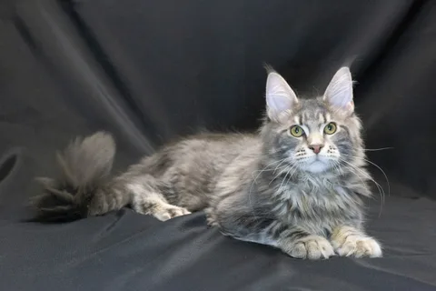 Caesar — кошеня мейн-кун, блакитний мармуровий, розплідник UkrFenix, Київ — фото 7