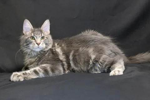 Caesar — кошеня мейн-кун, блакитний мармуровий, розплідник UkrFenix, Київ — фото 8