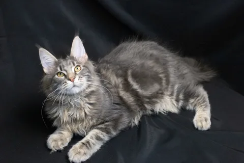 Caesar — кошеня мейн-кун, блакитний мармуровий, розплідник UkrFenix, Київ — фото 9