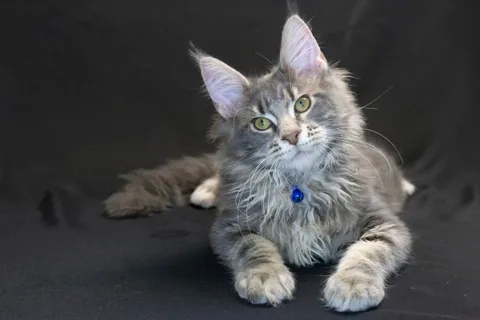 Caesar — кошеня мейн-кун, блакитний мармуровий, розплідник UkrFenix, Київ — фото 11