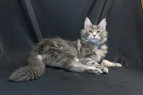 Caesar — кошеня мейн-кун, блакитний мармуровий, розплідник UkrFenix, Київ — фото 12