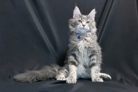 Caesar — кошеня мейн-кун, блакитний мармуровий, розплідник UkrFenix, Київ — фото 13