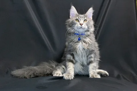 Caesar — кошеня мейн-кун, блакитний мармуровий, розплідник UkrFenix, Київ — фото 14