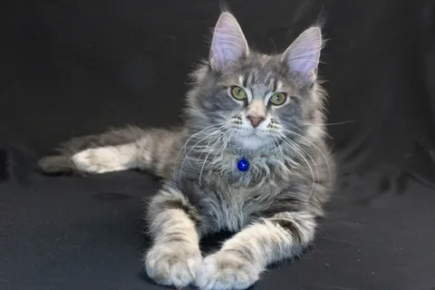 Caesar — кошеня мейн-кун, блакитний мармуровий, розплідник UkrFenix, Київ — фото 15