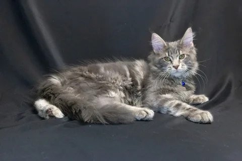 Caesar — кошеня мейн-кун, блакитний мармуровий, розплідник UkrFenix, Київ — фото 16