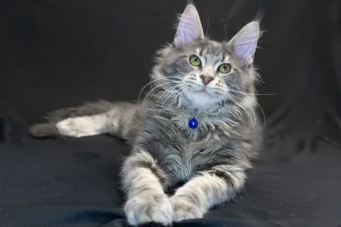 Caesar — кошеня мейн-кун, блакитний мармуровий, розплідник UkrFenix, Київ — фото 17