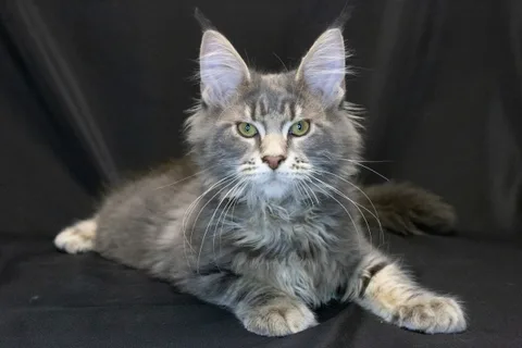 Caesar — кошеня мейн-кун, блакитний мармуровий, розплідник UkrFenix, Київ — фото 18