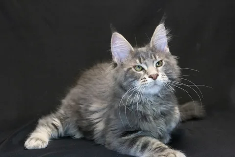 Caesar — кошеня мейн-кун, блакитний мармуровий, розплідник UkrFenix, Київ — фото 19
