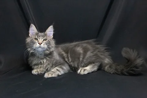 Caesar — кошеня мейн-кун, блакитний мармуровий, розплідник UkrFenix, Київ — фото 20