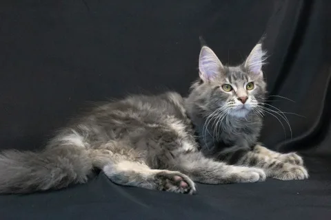 Caesar — кошеня мейн-кун, блакитний мармуровий, розплідник UkrFenix, Київ — фото 21