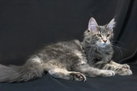 Caesar — кошеня мейн-кун, блакитний мармуровий, розплідник UkrFenix, Київ — фото 22