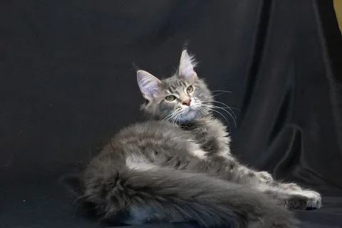 Caesar — кошеня мейн-кун, блакитний мармуровий, розплідник UkrFenix, Київ — фото 24