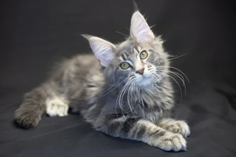 Caesar — кошеня мейн-кун, блакитний мармуровий, розплідник UkrFenix, Київ — фото 25