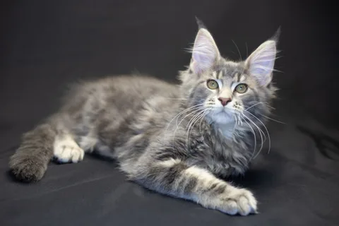 Caesar — кошеня мейн-кун, блакитний мармуровий, розплідник UkrFenix, Київ — фото 26