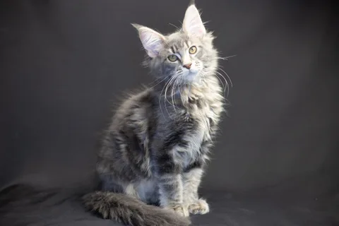 Caesar — кошеня мейн-кун, блакитний мармуровий, розплідник UkrFenix, Київ — фото 27