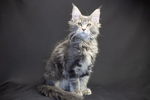 Caesar — кошеня мейн-кун, блакитний мармуровий, розплідник UkrFenix, Київ — фото 28