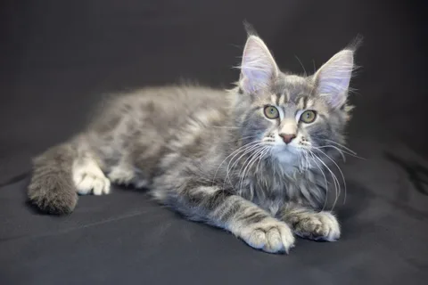 Caesar — кошеня мейн-кун, блакитний мармуровий, розплідник UkrFenix, Київ — фото 29