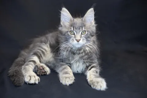 Caesar — кошеня мейн-кун, блакитний мармуровий, розплідник UkrFenix, Київ — фото 33