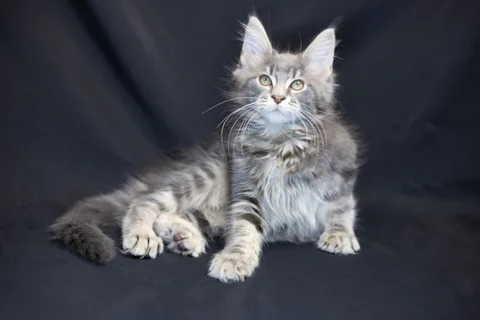 Caesar — кошеня мейн-кун, блакитний мармуровий, розплідник UkrFenix, Київ — фото 37