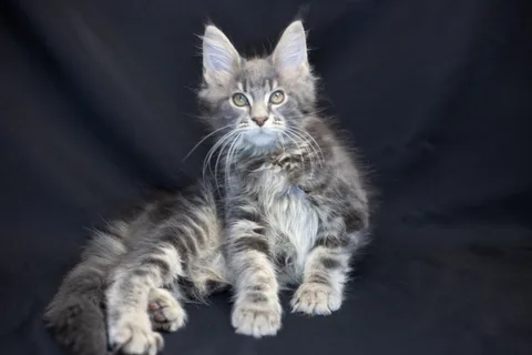 Caesar — кошеня мейн-кун, блакитний мармуровий, розплідник UkrFenix, Київ — фото 38