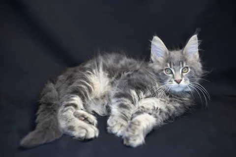 Caesar — кошеня мейн-кун, блакитний мармуровий, розплідник UkrFenix, Київ — фото 39
