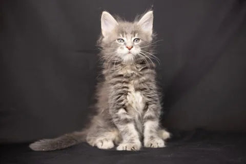 Caesar — кошеня мейн-кун, блакитний мармуровий, розплідник UkrFenix, Київ — фото 40