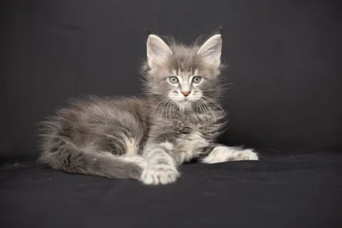 Caesar — кошеня мейн-кун, блакитний мармуровий, розплідник UkrFenix, Київ — фото 41