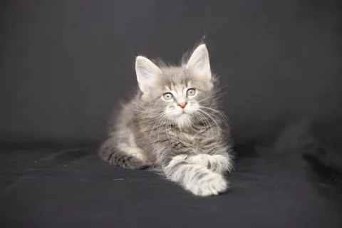 Caesar — кошеня мейн-кун, блакитний мармуровий, розплідник UkrFenix, Київ — фото 43