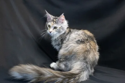 Cleopatra — кошеня мейн-кун, чорна черепахова срібний мармуровий, розплідник UkrFenix, Київ — фото 1