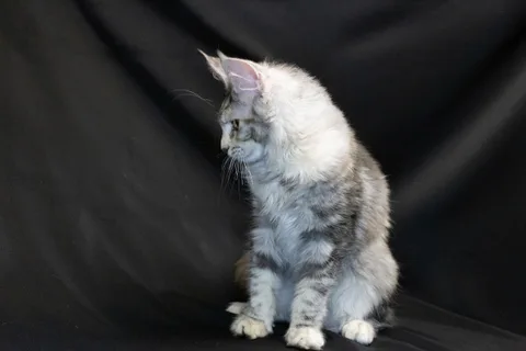 Cleopatra — кошеня мейн-кун, чорна черепахова срібний мармуровий, розплідник UkrFenix, Київ — фото 2