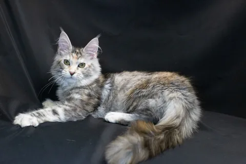 Cleopatra — кошеня мейн-кун, чорна черепахова срібний мармуровий, розплідник UkrFenix, Київ — фото 3