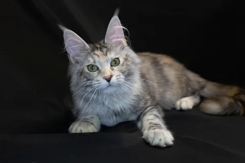 Cleopatra — кошеня мейн-кун, чорна черепахова срібний мармуровий, розплідник UkrFenix, Київ — фото 4