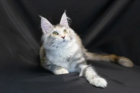 Cleopatra — кошеня мейн-кун, чорна черепахова срібний мармуровий, розплідник UkrFenix, Київ — фото 5
