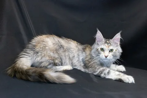 Cleopatra — кошеня мейн-кун, чорна черепахова срібний мармуровий, розплідник UkrFenix, Київ — фото 6