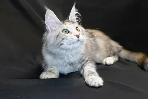 Cleopatra — кошеня мейн-кун, чорна черепахова срібний мармуровий, розплідник UkrFenix, Київ — фото 7
