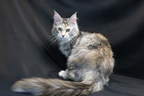 Cleopatra — кошеня мейн-кун, чорна черепахова срібний мармуровий, розплідник UkrFenix, Київ — фото 8