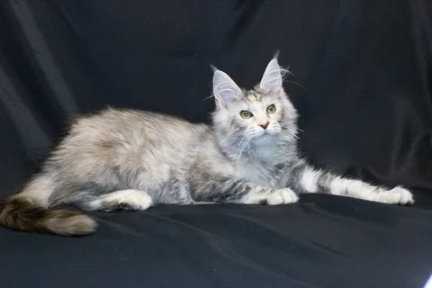 Cleopatra — кошеня мейн-кун, чорна черепахова срібний мармуровий, розплідник UkrFenix, Київ — фото 9