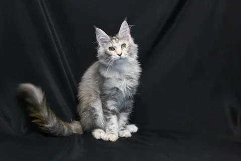 Cleopatra — кошеня мейн-кун, чорна черепахова срібний мармуровий, розплідник UkrFenix, Київ — фото 10