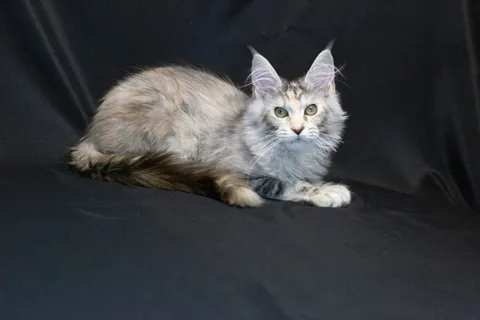 Cleopatra — кошеня мейн-кун, чорна черепахова срібний мармуровий, розплідник UkrFenix, Київ — фото 11