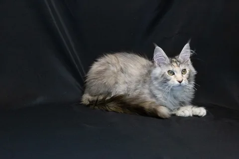 Cleopatra — кошеня мейн-кун, чорна черепахова срібний мармуровий, розплідник UkrFenix, Київ — фото 12