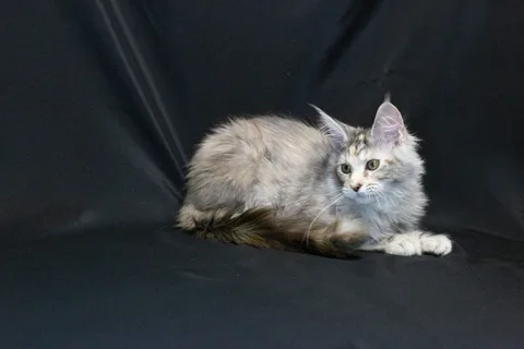 Cleopatra — кошеня мейн-кун, чорна черепахова срібний мармуровий, розплідник UkrFenix, Київ — фото 13