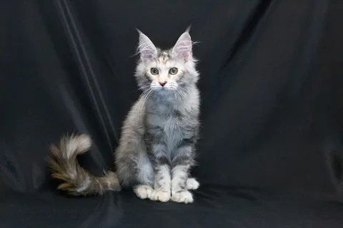 Cleopatra — кошеня мейн-кун, чорна черепахова срібний мармуровий, розплідник UkrFenix, Київ — фото 14