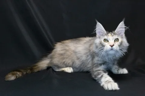 Cleopatra — кошеня мейн-кун, чорна черепахова срібний мармуровий, розплідник UkrFenix, Київ — фото 15