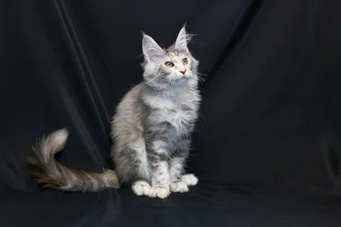 Cleopatra — кошеня мейн-кун, чорна черепахова срібний мармуровий, розплідник UkrFenix, Київ — фото 16