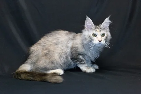 Cleopatra — кошеня мейн-кун, чорна черепахова срібний мармуровий, розплідник UkrFenix, Київ — фото 18