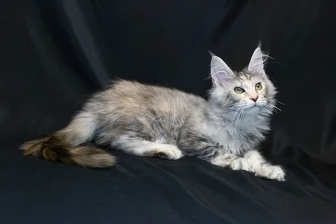 Cleopatra — кошеня мейн-кун, чорна черепахова срібний мармуровий, розплідник UkrFenix, Київ — фото 19
