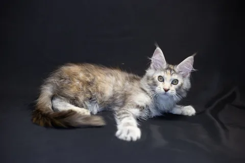 Cleopatra — кошеня мейн-кун, чорна черепахова срібний мармуровий, розплідник UkrFenix, Київ — фото 21