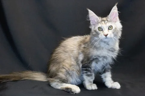 Cleopatra — кошеня мейн-кун, чорна черепахова срібний мармуровий, розплідник UkrFenix, Київ — фото 22