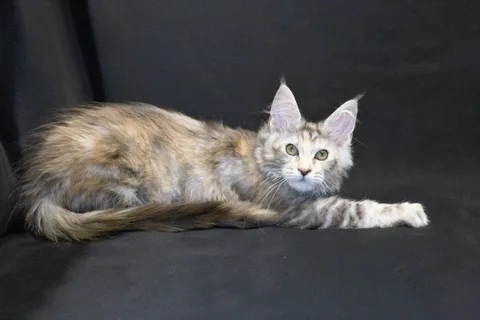 Cleopatra — кошеня мейн-кун, чорна черепахова срібний мармуровий, розплідник UkrFenix, Київ — фото 23